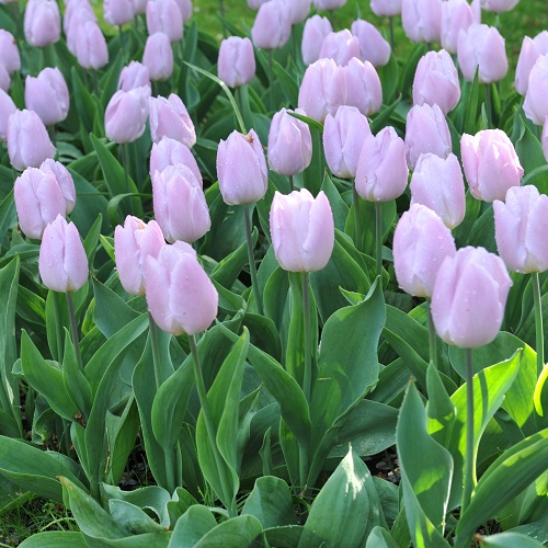 Tulip Bulbs - Candy Prince